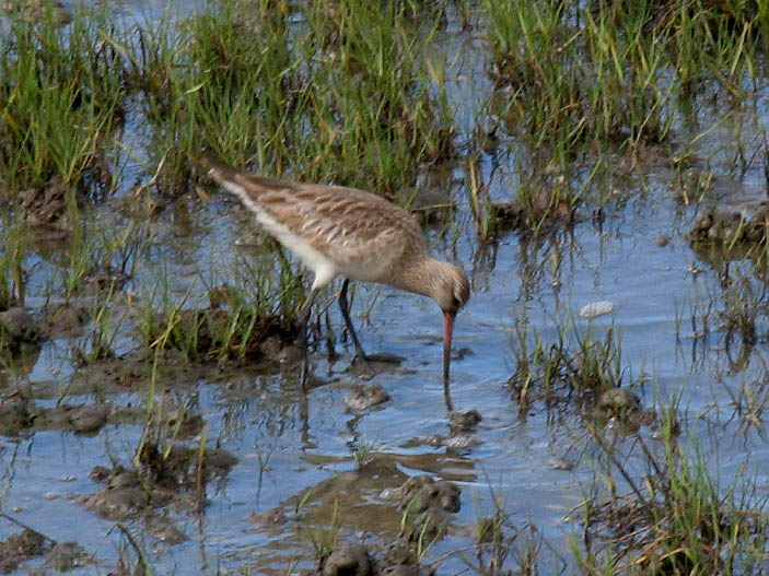 Black-tailed Godwit.jpg