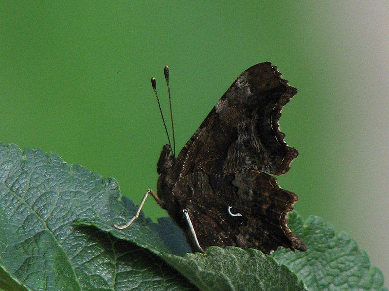 Vinbärsfuks - Comma - Polygonia c-album - .jpg