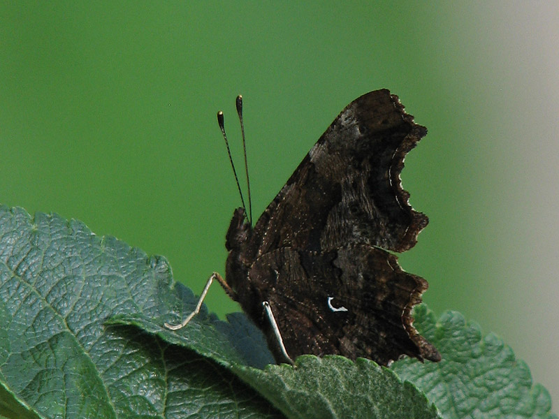 Vinbrsfuks - Comma - Polygonia  c-album - .jpg