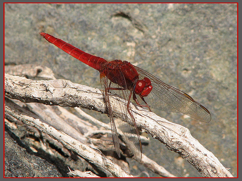 Scarlet Darter Crocothemis erythraea 4.jpg