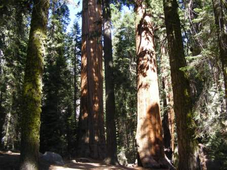 More Trees.jpg
