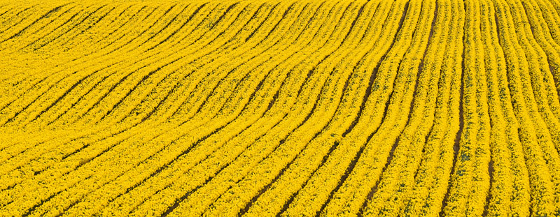 06_Apr_09<br>Yellow Ground