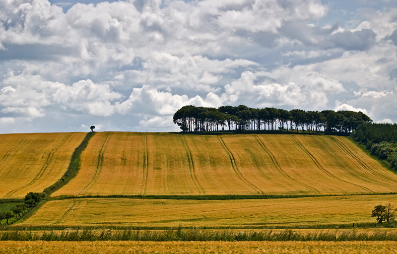 09_July_09<br>Ripening Barley