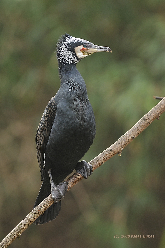 kl-_DSC4007a.JPG
