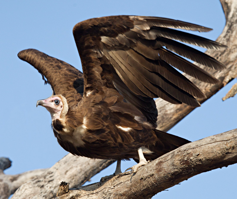 Hooded vulture