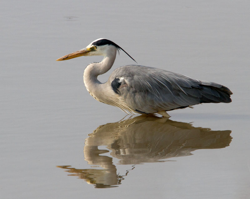 Grey Heron