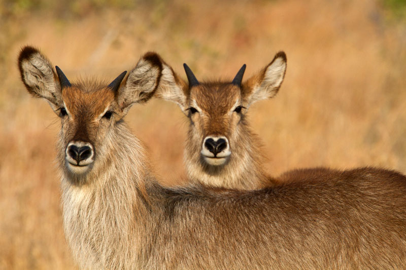 Devilish Waterbucks