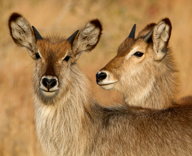 Waterbucks