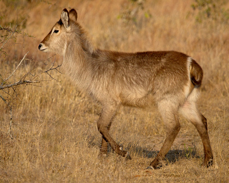 Young Waterbuck