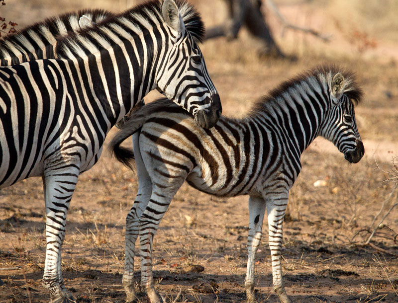 Zebra colt
