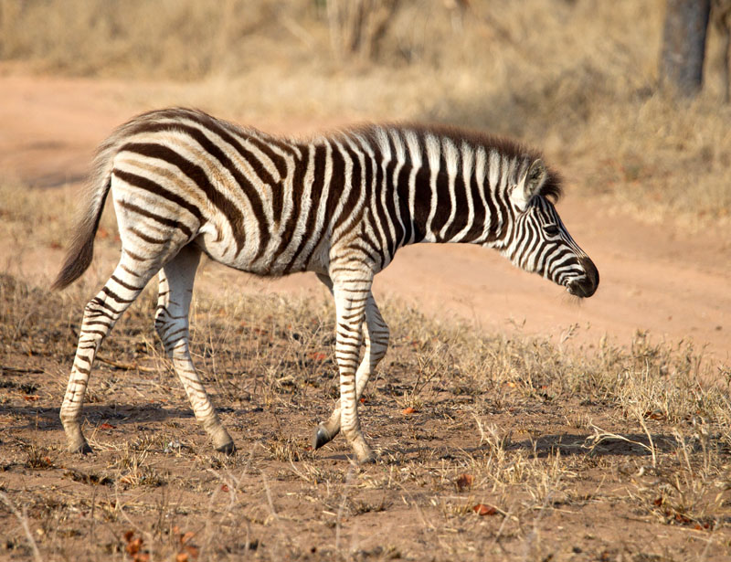 Zebra colt