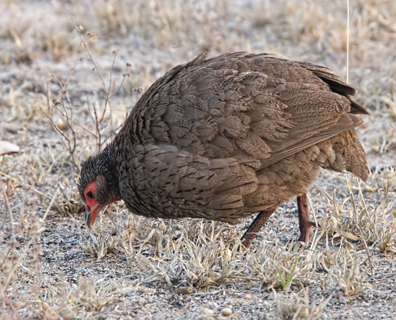 Swainsons Spur Fowl