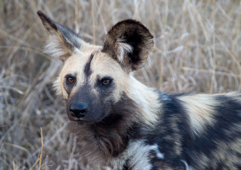 African Wild Dog