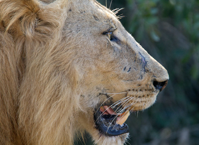 Majingilane Male Lion