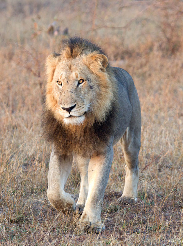 Majingilane Male Lion