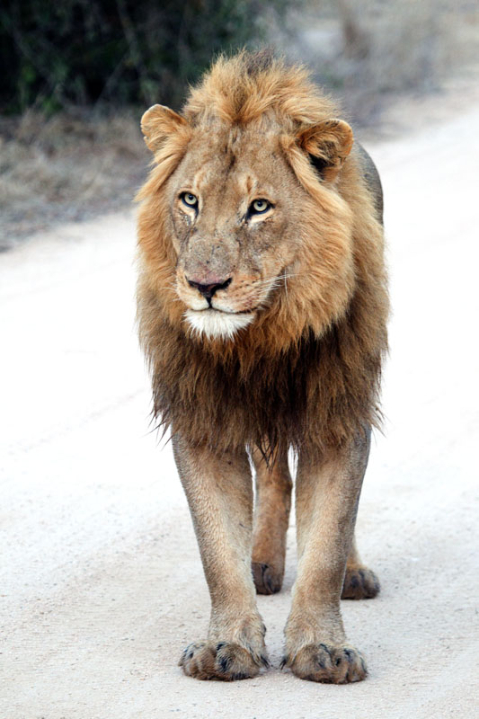 Majingilane Male at Lodge