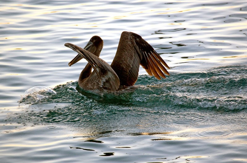 Pelican Landing