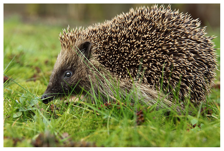 Erinaceus europaeus 