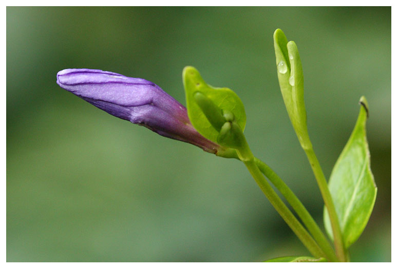 Vinca minor