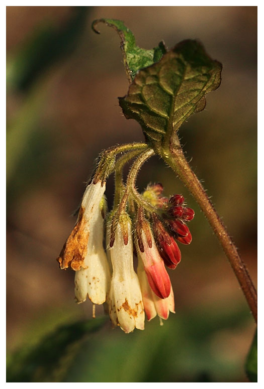 Symphytum tuberosum