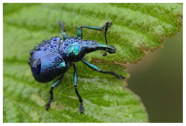 Curculionidae spec.