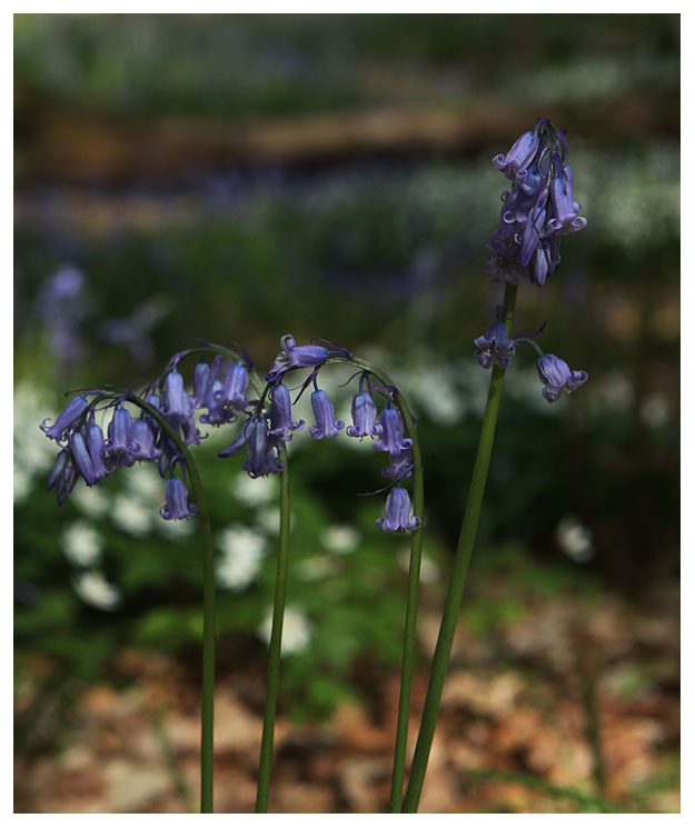Hyacinthoides non-scripta