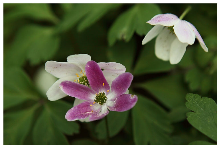 Anemone nemorosa