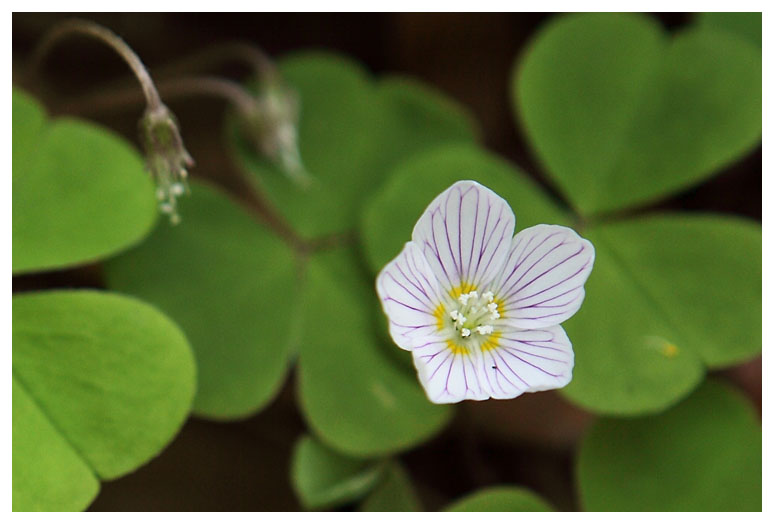 Oxalis acetosella