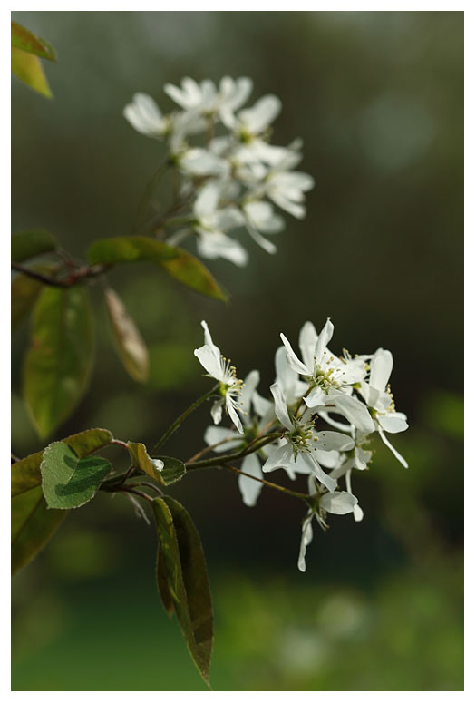 Amelanchier grandiflora