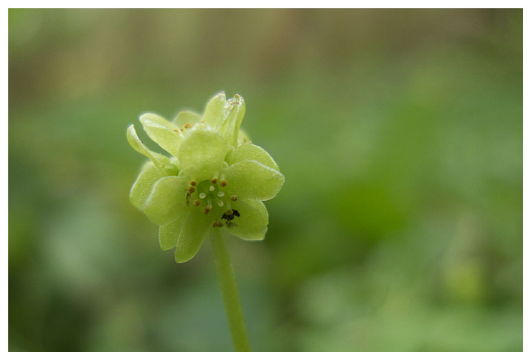 Adoxa moschatellina