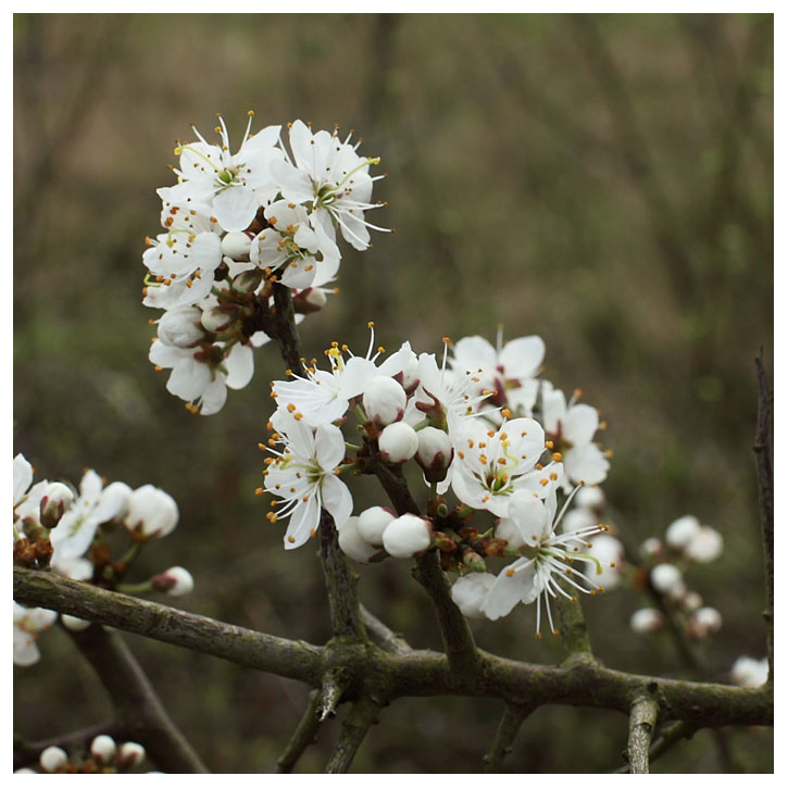 Prunus spinosa