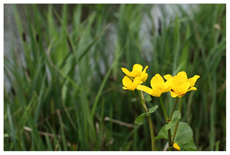 Caltha palustris