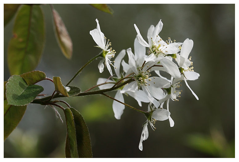 Amelanchier grandiflora