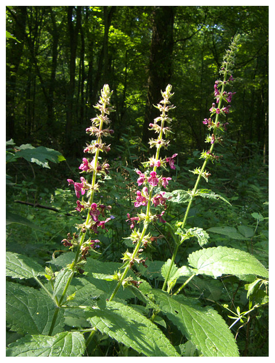 Stachys sylvatica