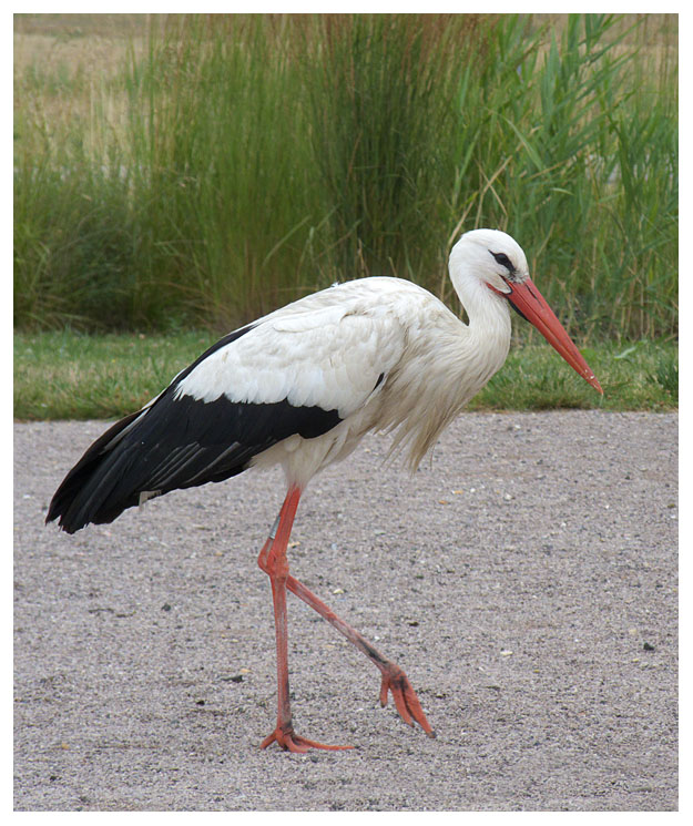 White Stork
