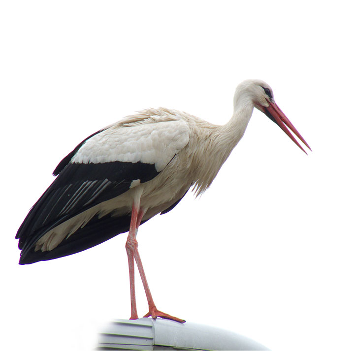 Ciconia ciconia