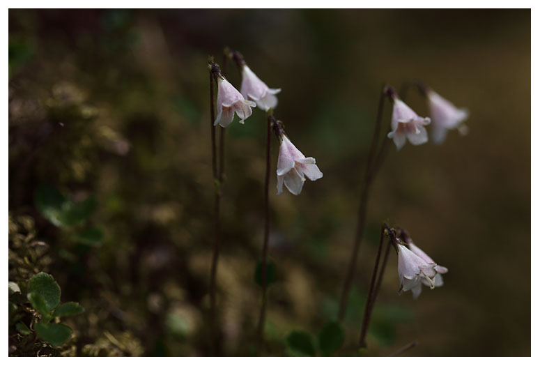 Linnaea  borealis