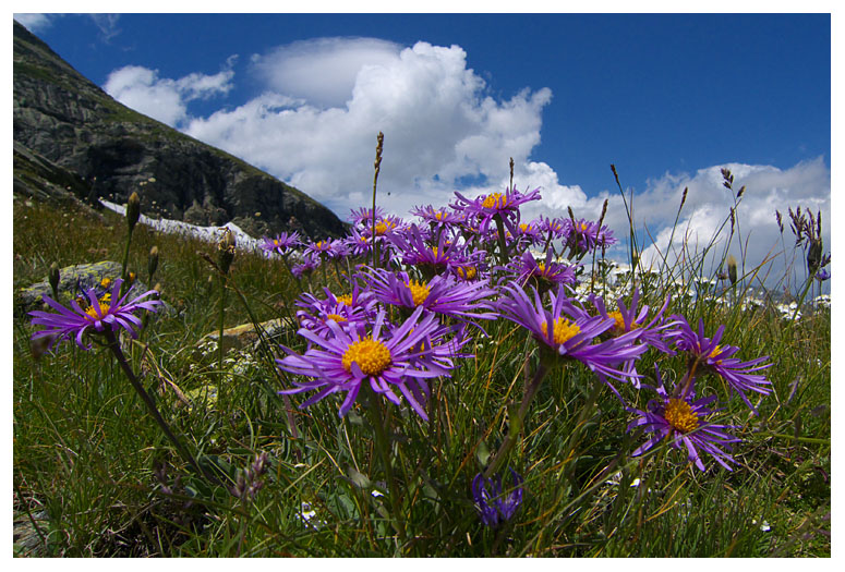 Aster alpinus