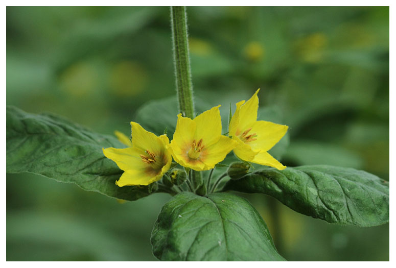 Lysimachia punctata