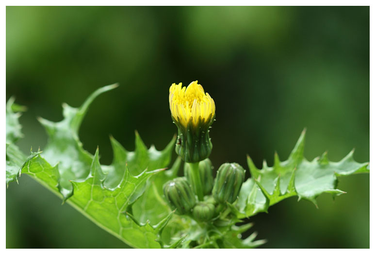 Cirsium oleraceum