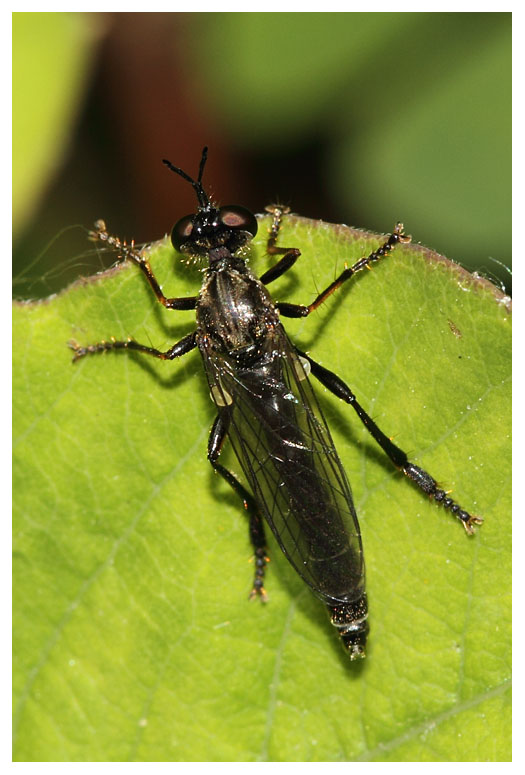 Dioctria sp.