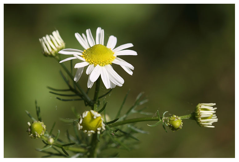 Anthemis cotula