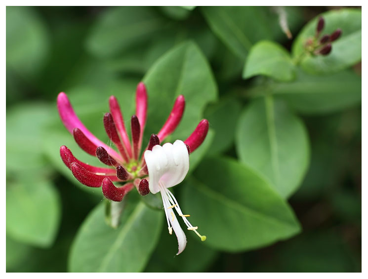 Lonicera