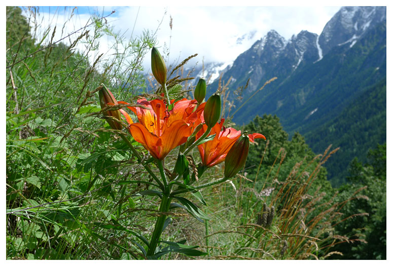 Lilium bulbiferum subsp. croceum