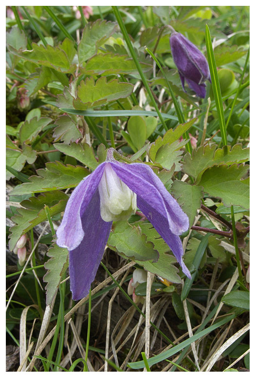 Clematis alpina