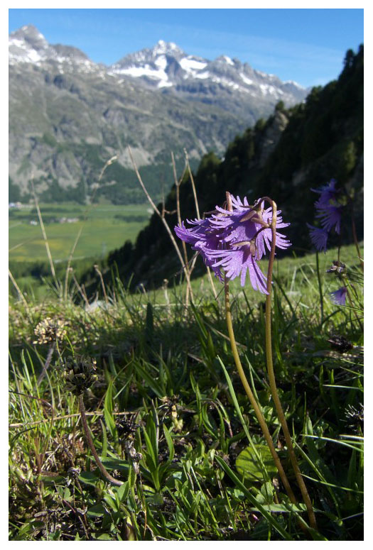 Soldanella alpina