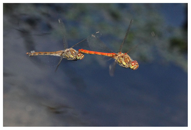 Sympetrum striolatum