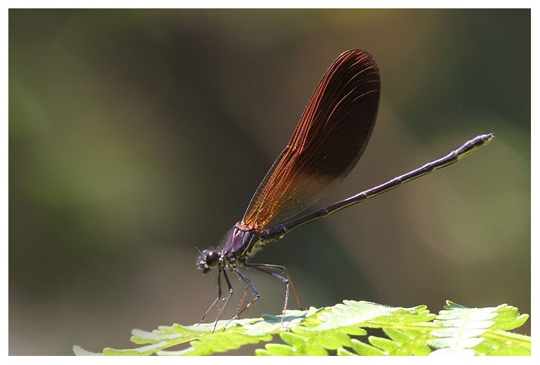 Calopteryx haemorrhoidalis