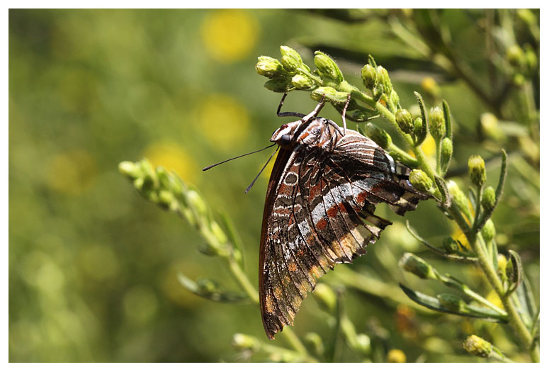 Charaxes jasius