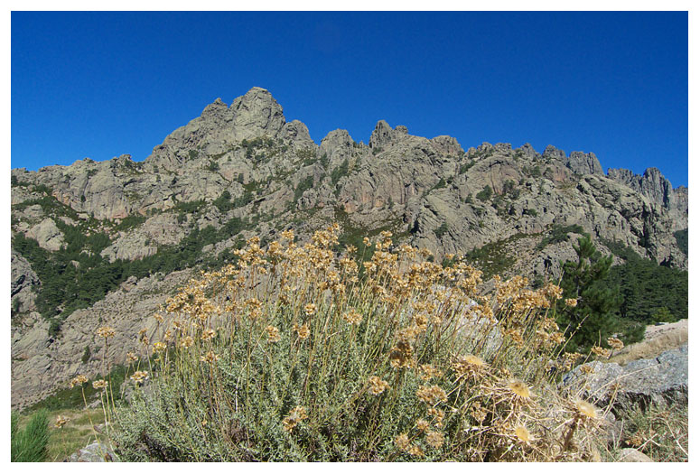 Helichrysum stoechas